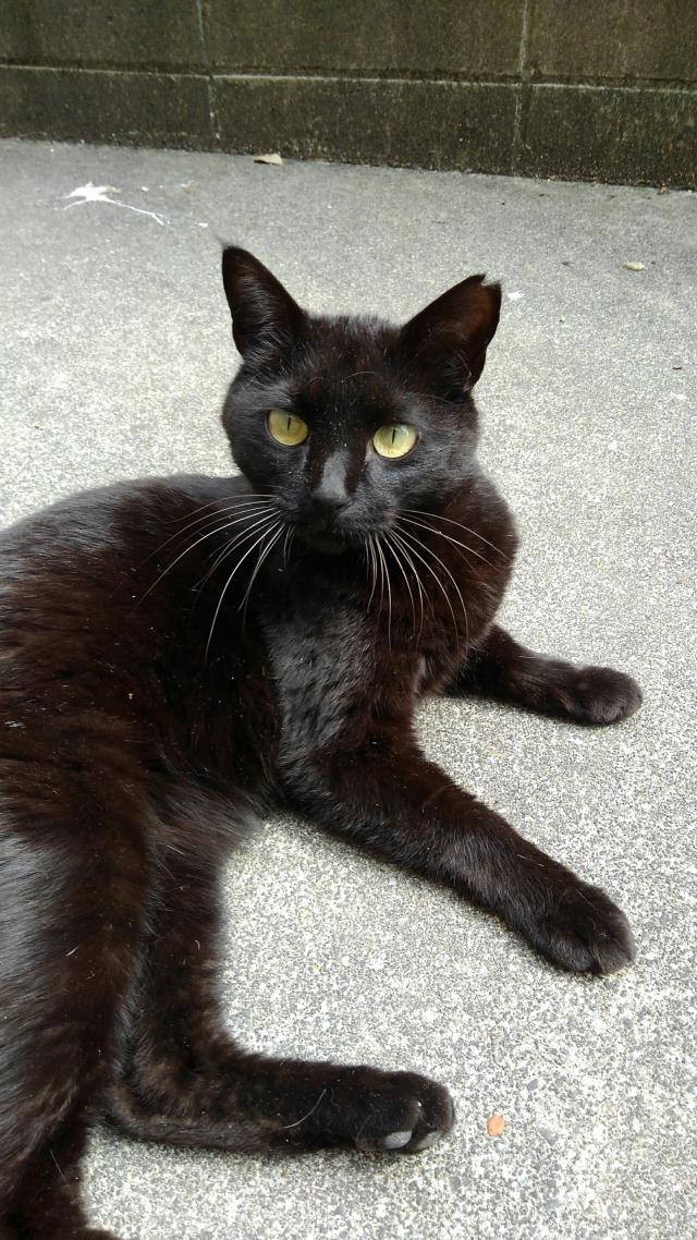 左耳がサクラカットの黒猫【びい】