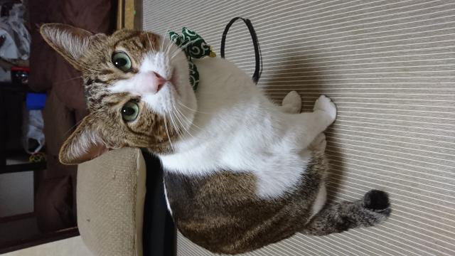 ごんちゃん