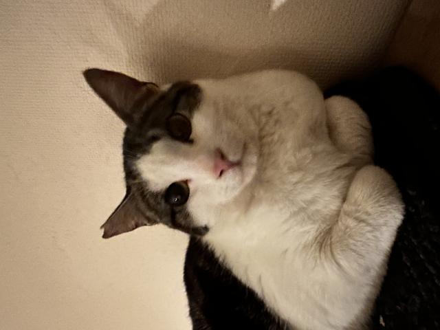 のんちゃん