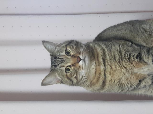 ココ