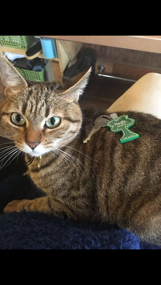 コナ