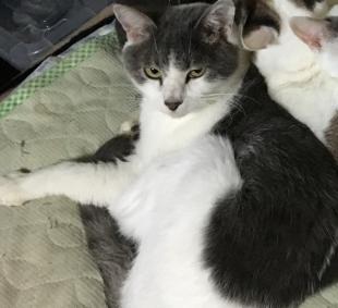 キュリ