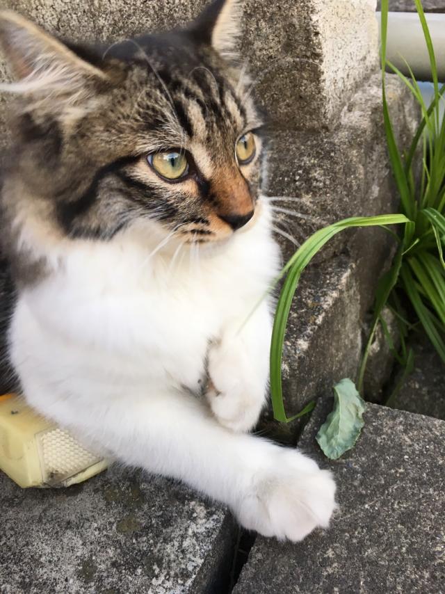 こまり
