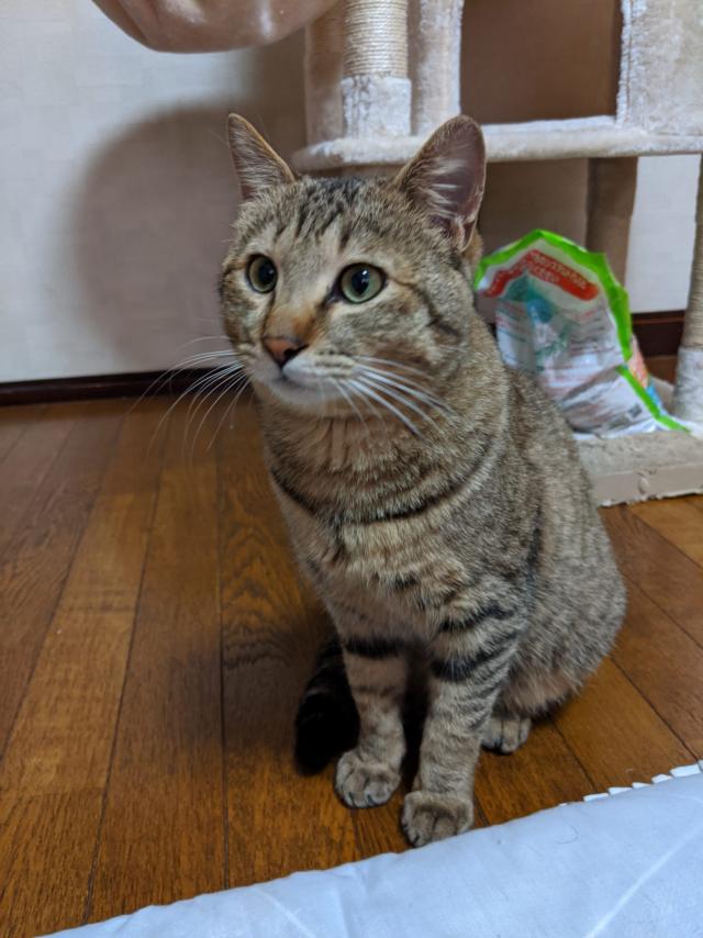 ちー