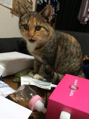 ひめ