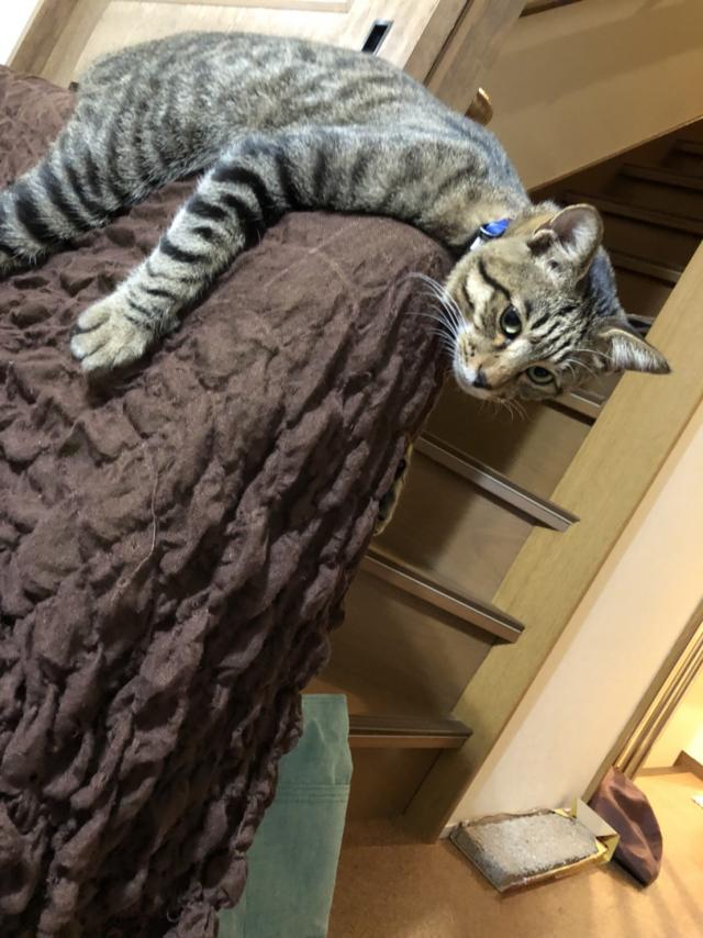 こたろう
