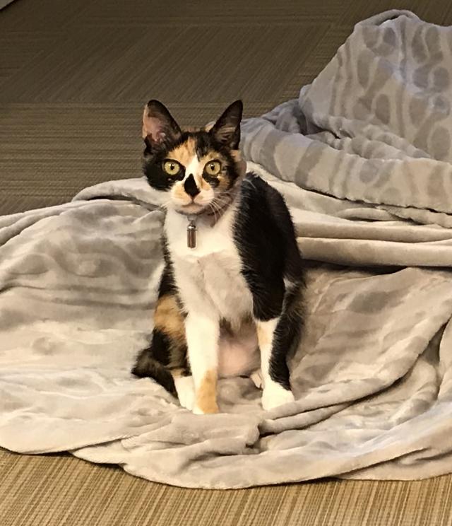 てん