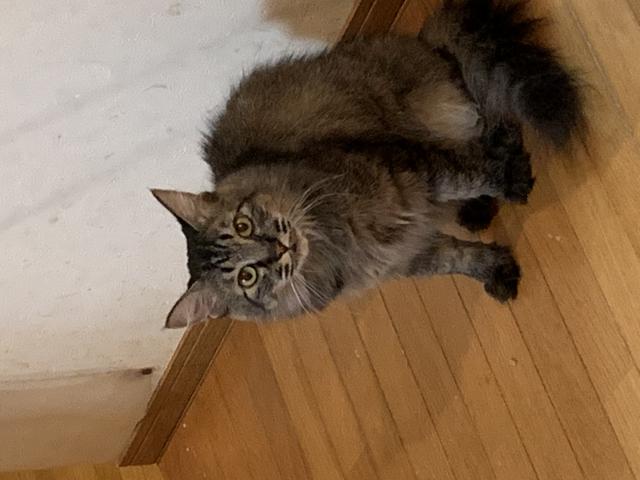 カリン