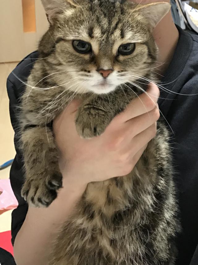 もも