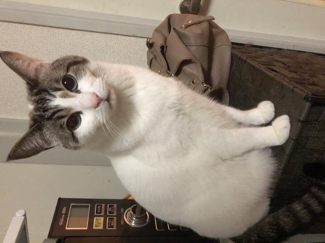 ブー