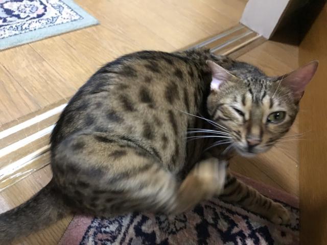 ハナ