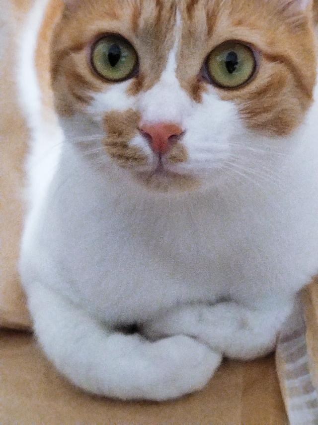 媛