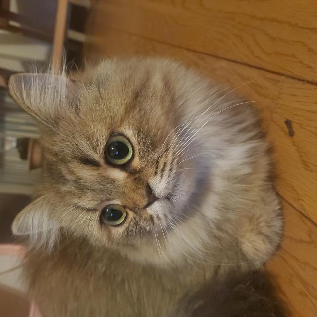 なら