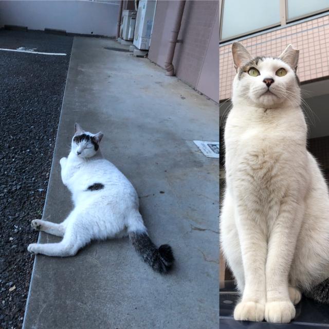 ルカ