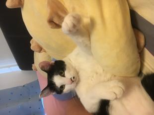 ほくろ