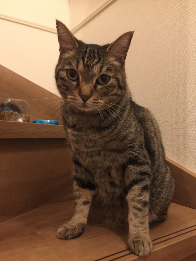 ショコラ