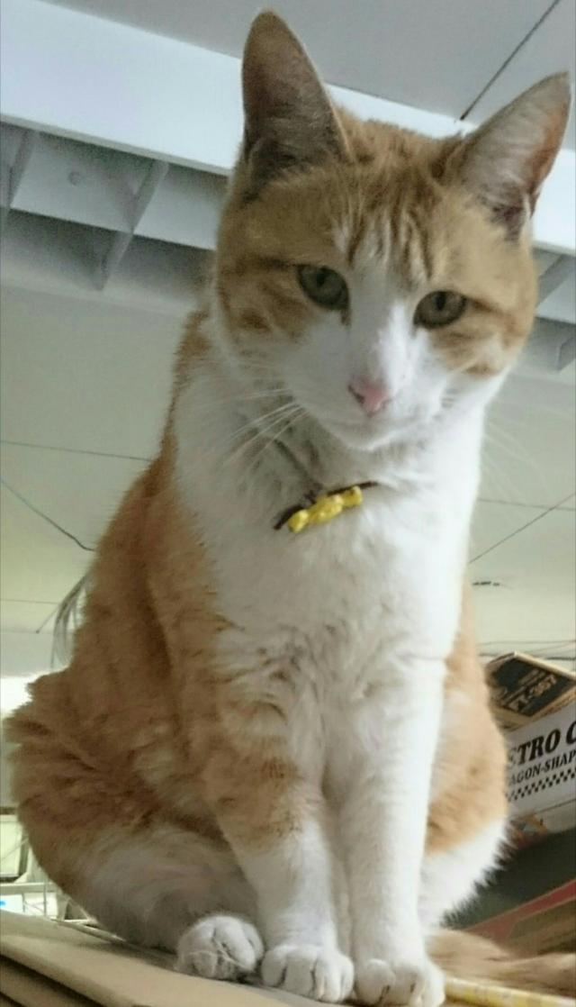 カイ