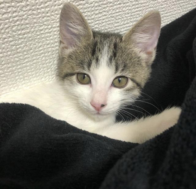 こむぎ