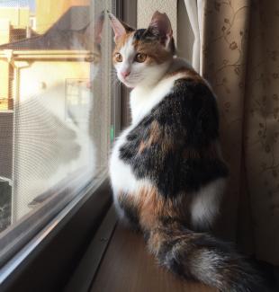 ミィ
