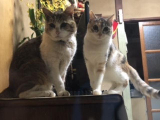プウマ