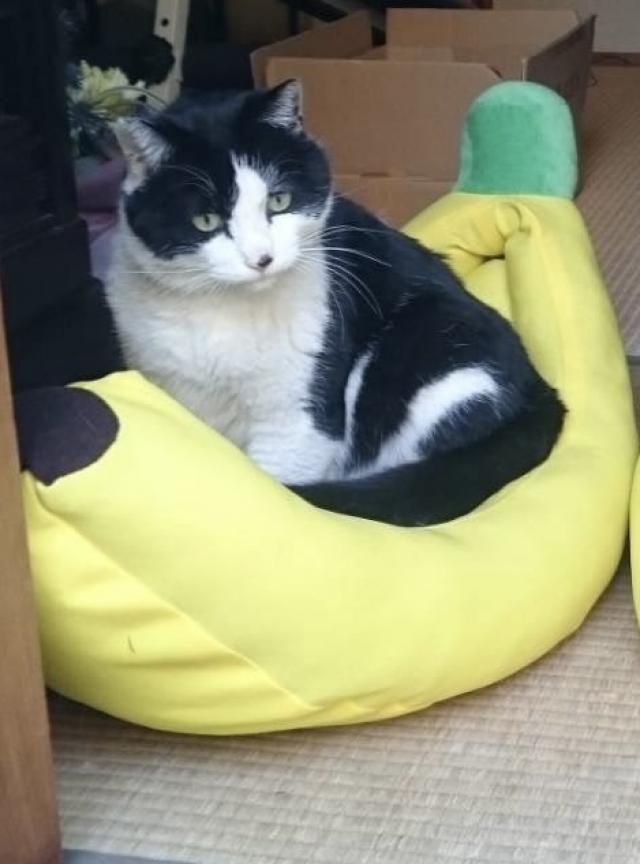 クロ