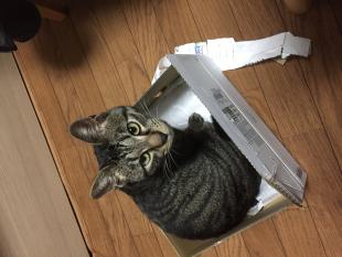 コウちゃん