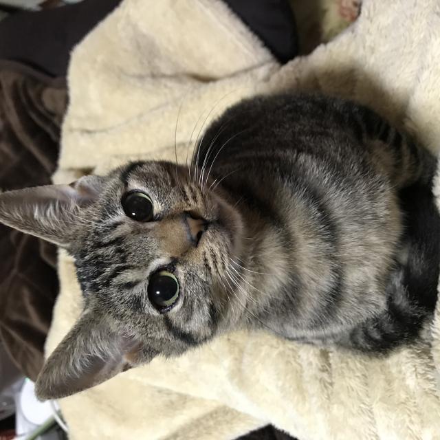 ウル