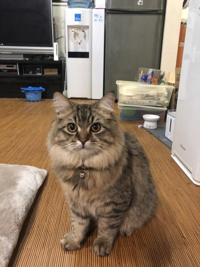 まめ