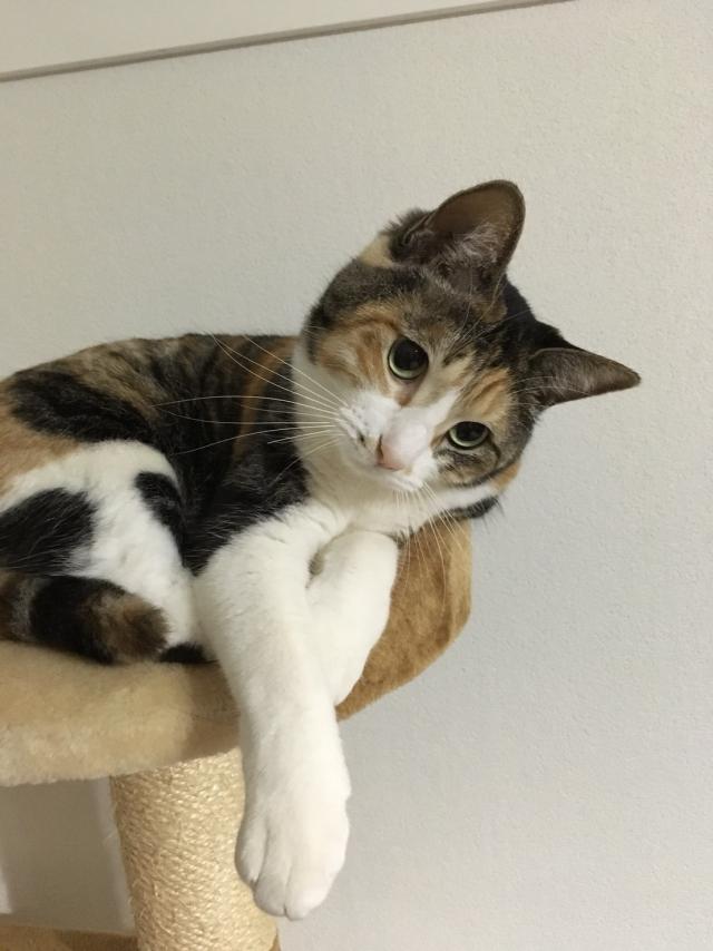 みー
