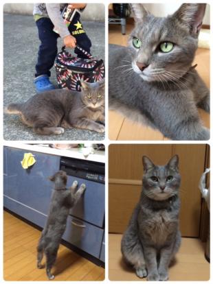ハム