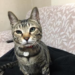 ハル