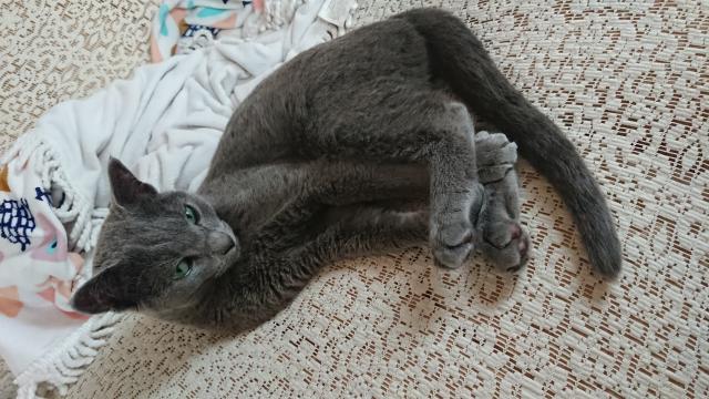 ふぁふぁ