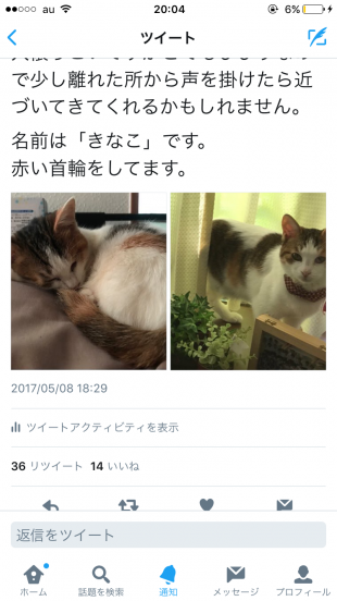 きなこ