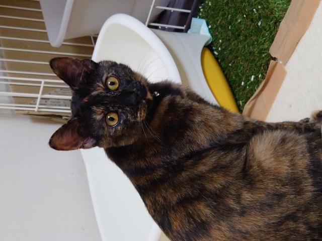 チビ