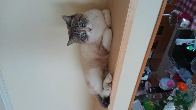 ジジ