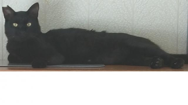庵(いおり)