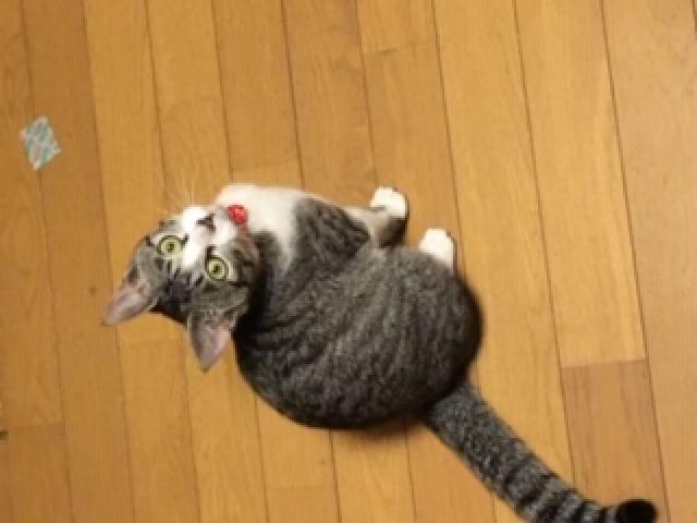 こむぎ