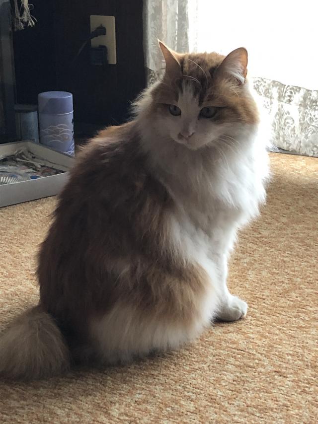 ちゃちゃ