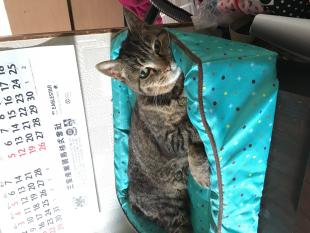 まちこ