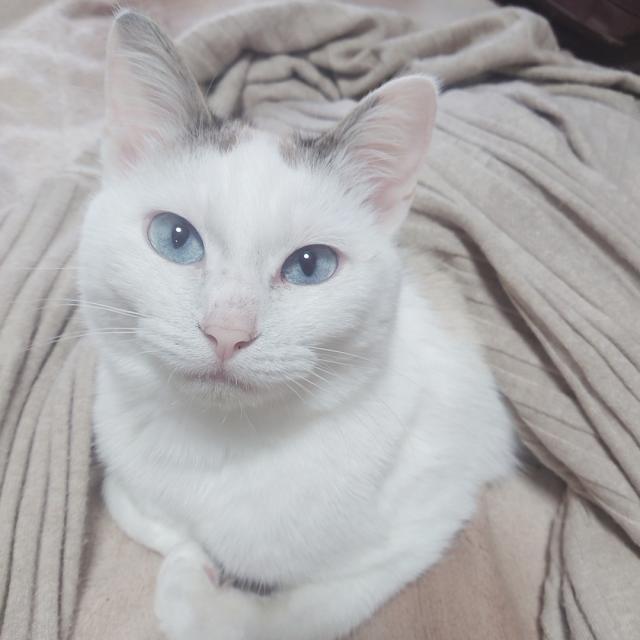 きなこ