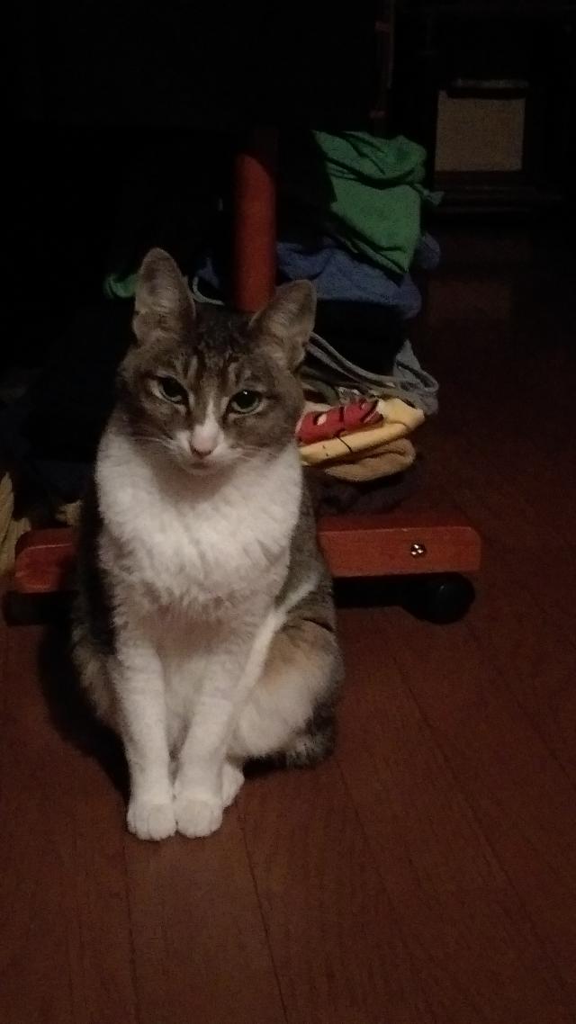 りんちゃん