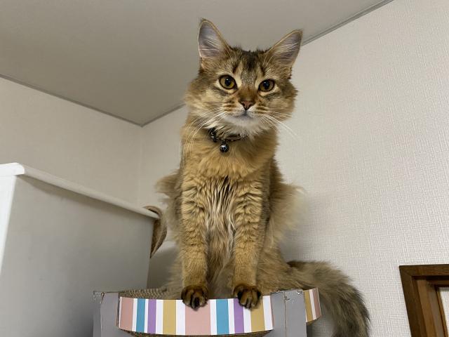 もずく