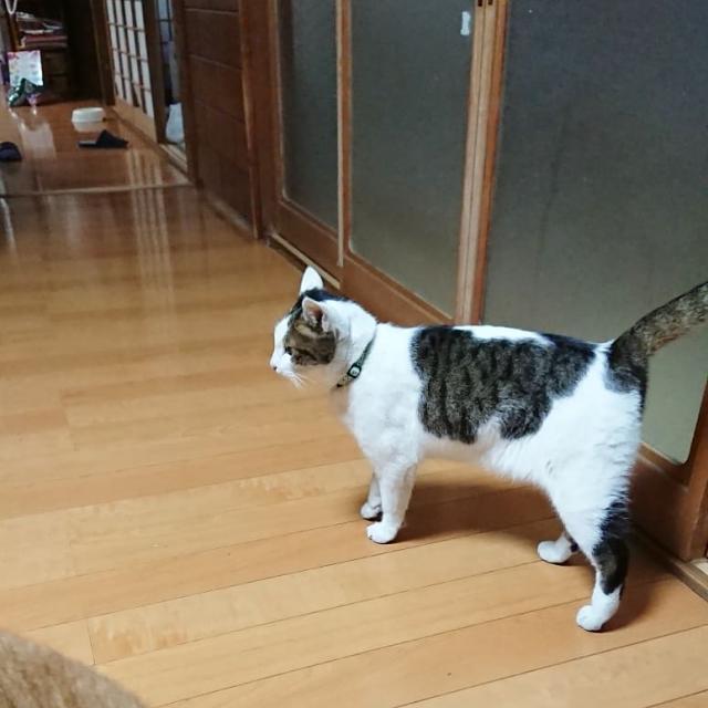 ちゃーぴー