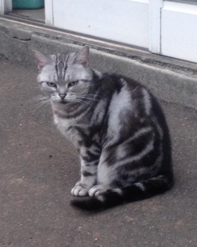 チョビ