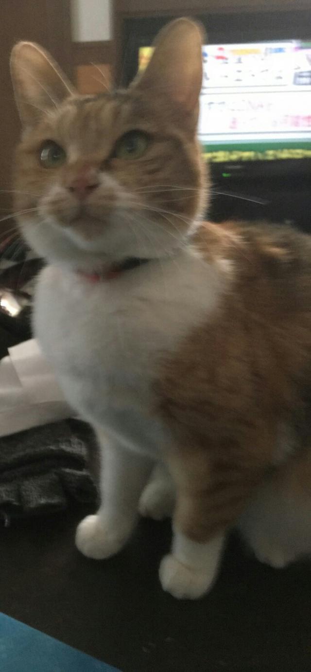 ミーちゃん
