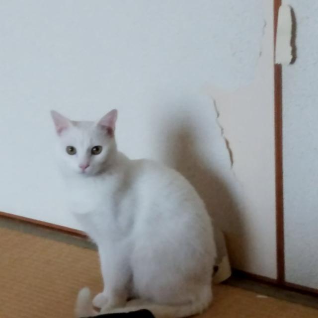 ハク