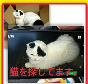 キア