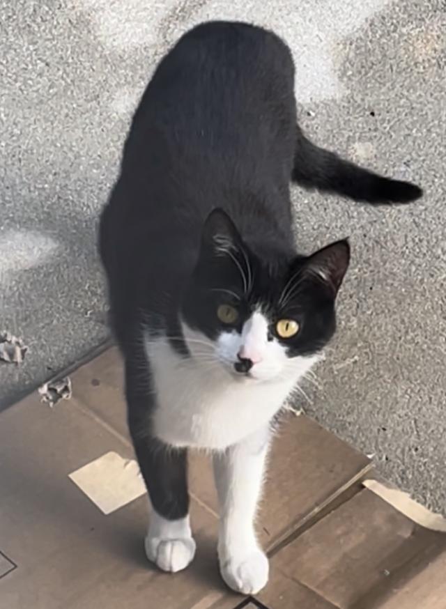 クロ