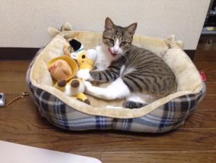 ひなた