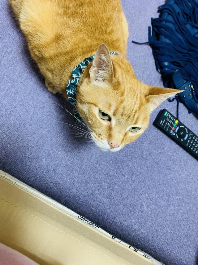 ちゃた